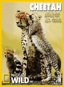 Cheetah - Against All Odds
