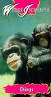 Chimps: So Like Us